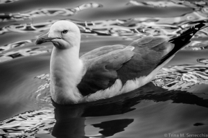 5D CHALLENGE Venice seagull BW_